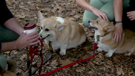 Pair-Of-Adorable-Corgis-Being-Petted-In-Leafy-Park-Ground