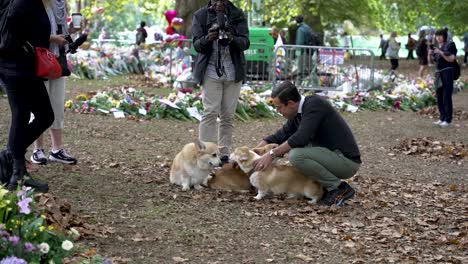 Dog-Owner-Showing-Off-His-Corgis-At-Floral-Tributes-For-Queen-Elizabeth-II-At-Green-Park-On-12-September-2022