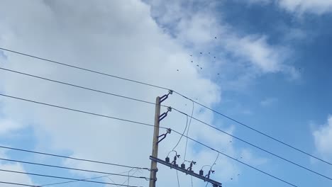 A-flock-of-birds-circles-above-power-lines-on-a-sunny-cloudy-day