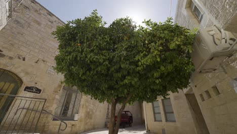 JERUSALEM,-ISRAEL---September-2,-2022:-the-alley-of-the-old-city-at-the-Jewish-Quarter,-with-a-tree-as-the-main-subject,-surrounded-by-ancient-buildings