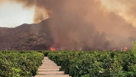 Forest-Fire-destroying-a-Crop-Field-Birds-flying-out-of-their-Habitat,-Black-Smoke-in-Mountainous-area-of-Hemet,-California,-USA,-Wildfire
