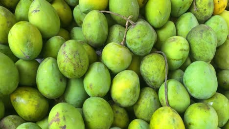 A-multitude-of-freshly-picked-green-mangoes