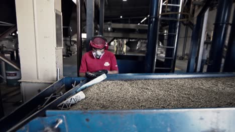 Worker-inspecting-coffee-beans-as-they-shake-and-tumble-from-the-gravity-separator-at-the-factory