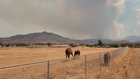 A-mare-and-her-foal-grazing-on-a-dry-arid-piece-of-farmland,-in-the-distance-the-thick-smoke-and-haze-caused-by-the-Fairview-wildfire-in-Hemet,-California