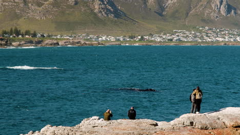 Stunning-whale-watching-in-Hermanus,-Cape-Whale-Coast---travelers-get-close-view-of-Southern-Right-whales-from-rocks