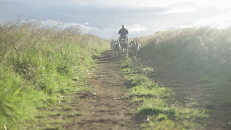Dreamy-sled-dog-run-with-Siberian-Husky-team-on-grassy-Iceland-trail,-handheld