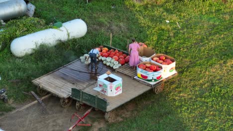 Young-Amish-Mennonite-people-wash-pumpkins-from-farm-field
