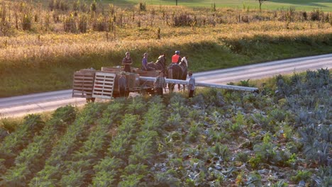 Amish-Mennonite-people-in-USA-manually-harvest-broccoli-and-cauliflower-crop-with-horse-and-wagon
