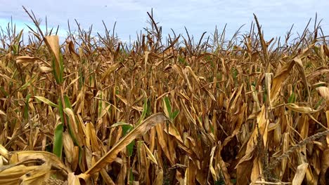 Maize-crop-devastated-by-drought,-Faversham,-Kent,-UK,-2022