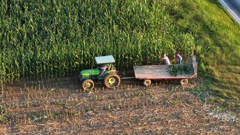 Plain-Mennonite-people-harvest-corn-manually-with-John-Deere-steel-wheel-tractor-and-wagon
