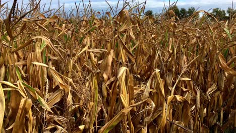 Maize-crop-ruined-by-drought,-Faversham,-Kent,-UK-2022