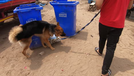 Mumbai,-Maharashtra,-India-September-1,-2022:-a-German-dog-goes-to-the-beach-with-his-owner