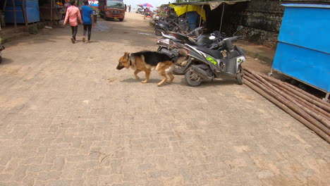 Mumbai,-Maharashtra,-India-September-1,-2022:-a-German-shepherd-dog-goes-to-the-beach-with-his-owner