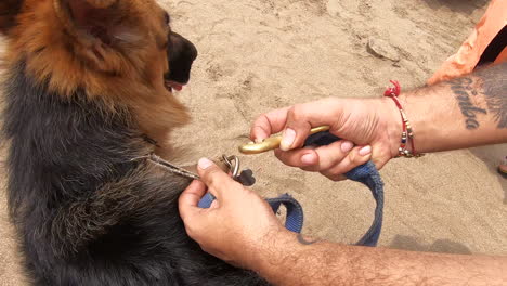 Owner-releasing-German-Shepherd-Dog-from-Neck-belt-on-beach