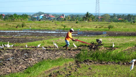 Farmer-plowing-rice-paddy-land,-white-herons-around