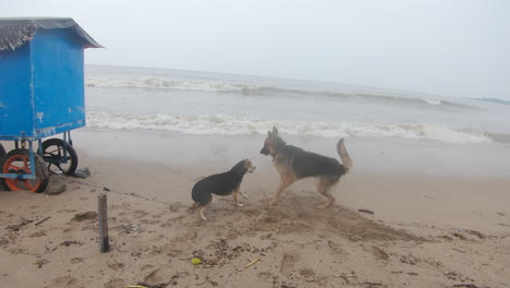 German-Shepherd-Dog-walks-on-the-beach-and-meets-a-female-stray-dog