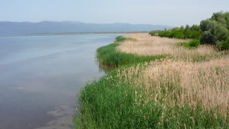 Beautiful-drone-shot-of-Lake-Prespa-and-the-high-grass-on-the-shoreline-during-the-day