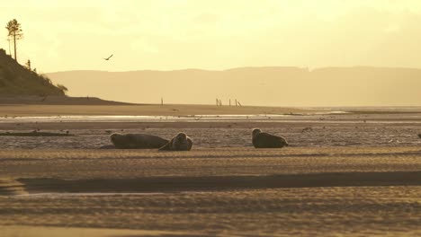Scenic-telephoto-view-of-Common-Seals-resting-on-dreamy-golden-hour-beach,-Texel
