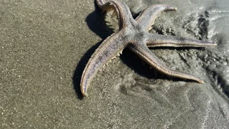 Starfish-on-the-beach-at-Hilton-Head-Island,-South-Carolina