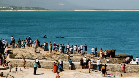 Touristen-Auf-Felsen-In-Hermanus-Beobachten-Wale,-Die-Sich-In-Der-Nähe-Der-Küste-Tummeln