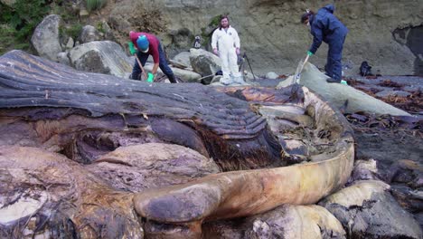 Marine-Scientists-Seen-Carefully-Carving-Up-Beached-Blue-Whale-Carcass-On-Shore-Of-Chiloe-Island-In-Chile