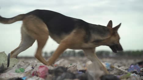 Close-up-of-a-dog-going-across-a-landfill-full-of-waste