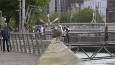 Seagull-Perch-On-The-Promenade-With-Tourists-Walking-In-The-Bridge-On-The-Background-In-Dublin,-Ireland