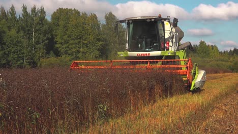 A-combine-harvester-harvests-buckwheat-from-a-meadow