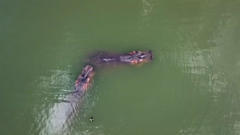Drone-view-from-above-of-hippos-in-Lake-Naivasha,-Kenya,-Africa