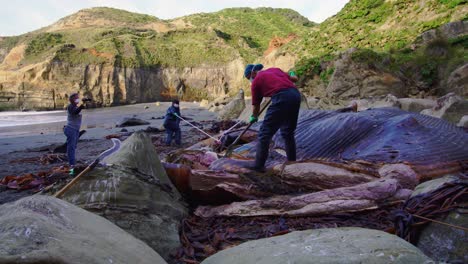 Marine-Biologist-Cutting-Into-Washed-Up-Rotten-Carcass-Of-Blue-Whale-On-Island-Of-Chiloe-In-Chile