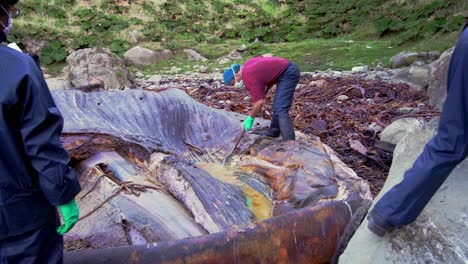 Meeresforscher-Schneidet-Auf-Der-Insel-Chiloe-In-Chile-In-Angespülte-Verfaulte-Leiche-Eines-Blauwals