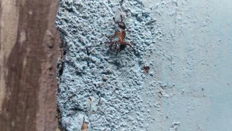 Close-up-shot-of-ants-crawling-on-the-wall