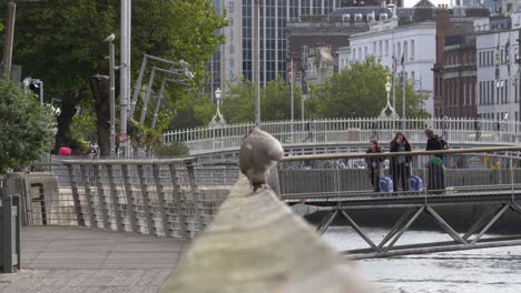 Perching-Seagull-On-Promenade-With-New-Arrival-Tourists-On-The-Bridge-In-Dublin-City,-Ireland