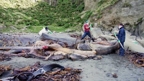 Meeresbiologen,-Die-Angespülte-Verfaulte-Blauwalkadaver-Auf-Der-Insel-Chiloe-In-Chile-Zerlegen