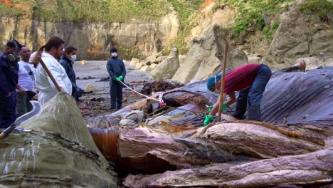 Marine-Scientists-Extracting-Bone-From-Beached-Blue-Whale-Carcass-On-Shore-Of-Chiloe-Island-In-Chile
