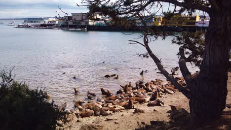Kardanische-Schwenkaufnahme-Einer-Gruppe-Von-Seelöwen,-Die-Im-Ozean-In-Monterey,-Kalifornien,-Spielen-Und-Herumflattern