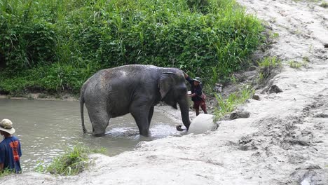 Elefante-Siendo-Lavado-En-Un-Estanque-En-Chiang-Mai,-Tailandia