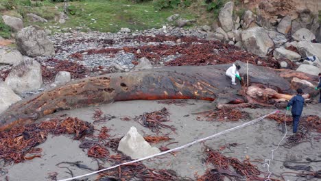 Aerial-View-Of-Marine-Biologists-Inspecting-Washed-Up-Rotten-Carcass-Of-Blue-Whale-On-Island-Of-Chiloe-In-Chile