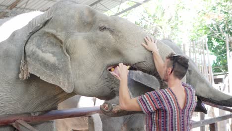 Turista-Alimentando-Con-Plátano-A-Uno-De-Los-Elefantes-En-El-Santuario-De-Chiang-Mai