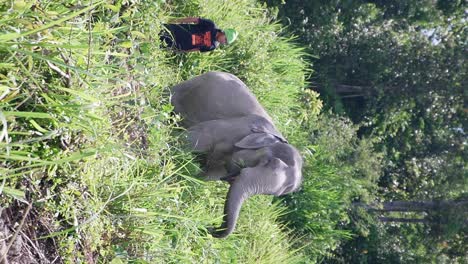 Vertikales-Video-Eines-Elefanten,-Der-Im-Waldgras-Spaziert