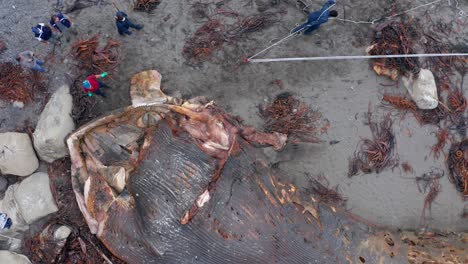 View-Of-Marine-Biologists-Inspecting-Washed-Up-Rotten-Carcass-Of-Blue-Whale-On-Island-Of-Chiloe-In-Chile-And-Using-Hand-Winch-To-Remove-Bone