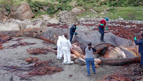 Aerial-View-Of-Cetologists-In-Hazmat-Suits-Inspecting-Washed-Up-Rotten-Carcass-Of-Blue-Whale-On-Island-Of-Chiloe-In-Chile