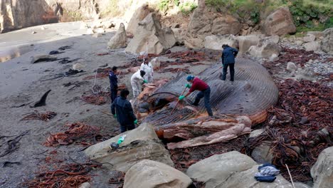 Aerial-Circle-Dolly-Around-Marine-Biologists-Cutting-Into-Washed-Up-Rotten-Carcass-Of-Blue-Whale-On-Island-Of-Chiloe-In-Chile