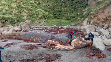Aerial-View-Of-Marine-Biologist-Cutting-Washed-Up-Rotten-Carcass-Of-Blue-Whale-On-Beach-On-Chiloé-Island
