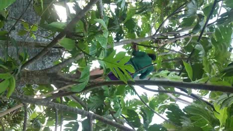 A-woman-came-down-from-the-breadfruit-tree