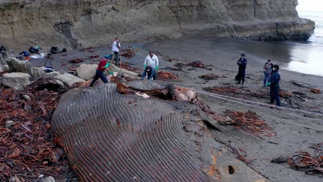 Ansicht-Von-Meeresbiologen,-Die-Angespülte-Verfaulte-Kadaver-Von-Blauwalen-Auf-Der-Insel-Chiloe-In-Chile-Inspizieren-Und-Mit-Einer-Handwinde-Knochen-Entfernen