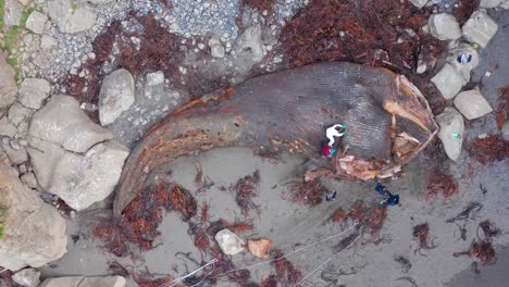 Aerial-Birds-Eye-View-Over-Washed-Up-Whale-Carcass-Being-Investigated-By-Marine-Biologists-On-Chiloe-Island-Beach