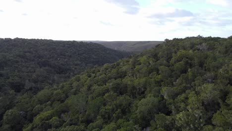 Pan-of-Tsitsikama-Indigenous-Forest-with-yellowwood-trees