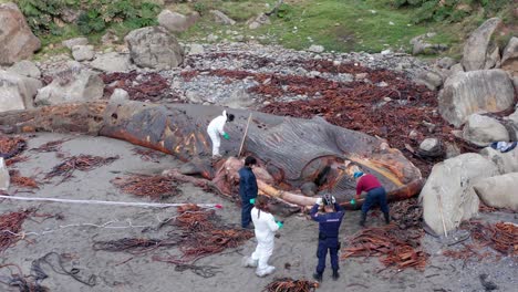 Aerial-View-Over-Cetologists-In-Hazmat-Suits-Inspecting-Washed-Up-Rotten-Carcass-Of-Blue-Whale-On-Island-Of-Chiloe-In-Chile