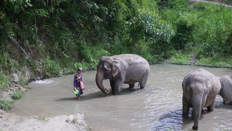 Elefanten-In-Thailand-Warten-Darauf,-Von-Touristen-In-Einem-Teich-Gewaschen-Zu-Werden